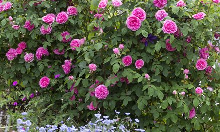 Englische Rose Gertrude Jekyll. Das Bild einer überaus prächtigen Rose.