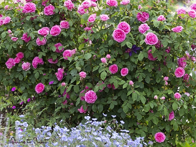 Englische Rose Gertrude Jekyll. Das Bild einer überaus prächtigen Rose.