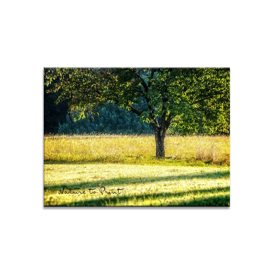Leinwandbild Alter Kirschbaum im funkelnden Herbstkleid