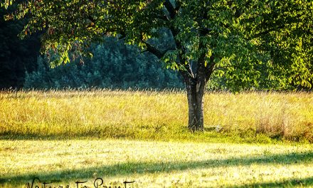 Landschaftbild Alter Kirschbaum im goldenen Oktober