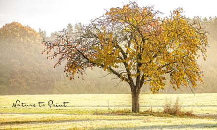 Romantisches Landschaftsbild Kirschbaum im Herbstnebel