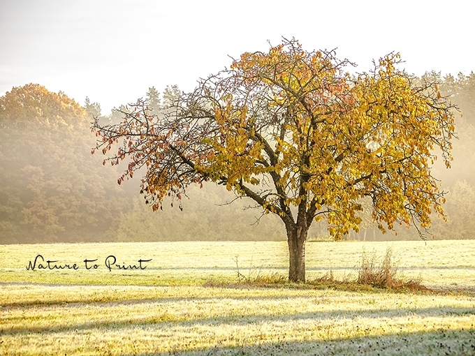 Romantisches Landschaftsbild Kirschbaum im Herbstnebel