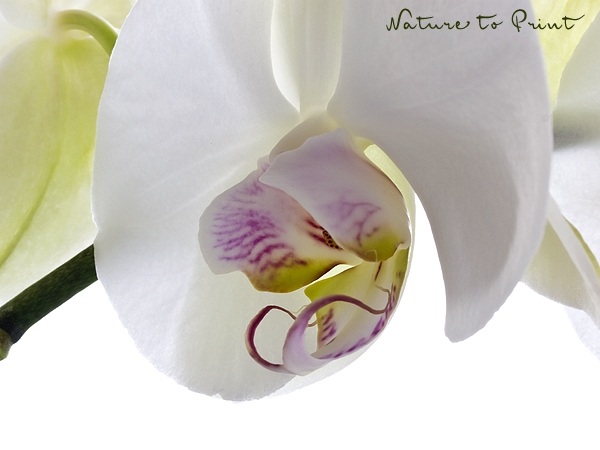 Leinwandbild Weiße Orchidee im Schattenfugenrahmen