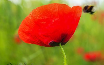 Schöner Kuscheln im Blumenkissen Klatschmohn