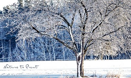 Landschaftsbild Eisbaum nach einer klirrend kalten Frostnacht.