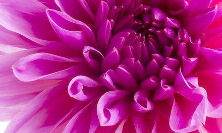 Tapetenwechsel für junge Wilde: Fototapete Pink Heart