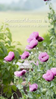 Sommerblumen säen Schritt für Schritt
Alle lieben Sommerblumen. Je mehr Sommerblumen im Garten oder auf dem Balkon wachsen, desto besser. Wer dabei aufs Budget achten möchte und Freude am Vorziehen von Blumen hat, greift im Frühling zur Samentüte. Das Angebot der Samenhändler ist groß, aber wie funktioniert die Aussaat der Sommerblumen? Worauf muss man achten? Welche Stolpersteine gilt es zu umschiffen? Die wichtigsten Punkte Schritt für Schritt:
+ Säen Sie nicht zu früh. Erst ab Mitte März reicht das Licht auf der Fensterbank, damit Sämlinge gesund wachsen.
+ Verwenden Sie keimfreie Aussaaterde und blitzblanke Töpfchen zur Aussaat.
+ Beschriften Sie die Töpfchen mit Namen der Sommerblume und Datum der Aussaat.
+ Säen Sie nicht zu dicht.
+ Verziehen Sie zu dicht stehende Sämlinge damit die übrigen mehr Platz zum Wachsen haben.
+ Pikieren Sie kräftige Sämlinge sobald das erste richtige Blatt nach den Keimblättern erscheint.
+ Halten Sie das Substrat feucht, aber nicht nass.
+ Lüften Sie täglich damit nichts schimmelt.
+ Sobald die Sämlinge aufgelaufen sind, kultivieren Sie die Pflanzen kühler. 16 – 20 Grad reichen völlig.
+ Pinzieren (stutzen) Sie die Jungpflanzen früh, damit sie buschiger und kräftiger wachsen.
+ Düngen Sie etwa 6 Wochen nach dem Keimen zum 1. Mal mit verdünnten flüssigen Blumendünger.
+ Jungpflanzen sollten frei wachsen und sich gegenseitig nicht behindern. Rücken Sie ihre Töpfe auseinander, sobald sich die Blätter berühren.
+ Härten Sie Jungpflanzen ab.
+ Pflanzen Sie Jungpflanzen nicht zu früh.
+ Lesen Sie die Anleitung auf der Rückseite der Samentüte.
Weitere Tipps zur erfolgreichen Aussaat von Sommerblumen im Blog:
https://www.wo-blumenbilder-wachsen.de/sommerblumen-saeen-anleitung/
Kurzlink https://www.insbeet.de/Aussaat
#Garten #Blumen #Aussaat #säen #Blumengarten #Gartensaison #Pflanzen #omsystemde