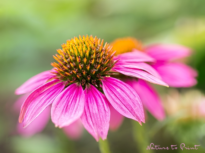 Blumenbilder wirken, Nebenwirkungen sind unbekannt.