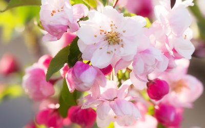 Frühlingsfest mit rosa Apfelblüten