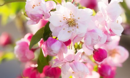 Frühlingsfest mit rosa Apfelblüten