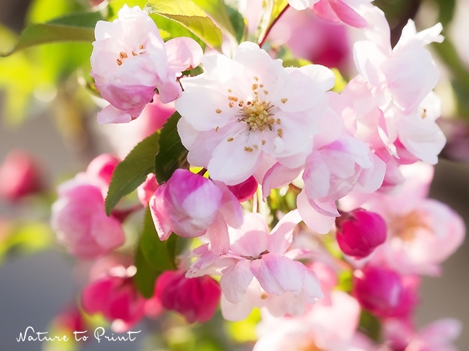Frühlingsfest mit rosa Apfelblüten