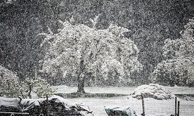 Spätfrost: Blühender Kirschbaum versinkt zu Ostern im Schnee