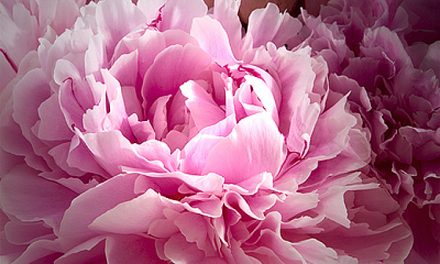 Blumenkissen romantische Pfingstrose, eine Liebesromanze fürs Sofa