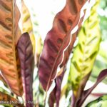 Maranta pflegen und vermehren: 9 Tipps
