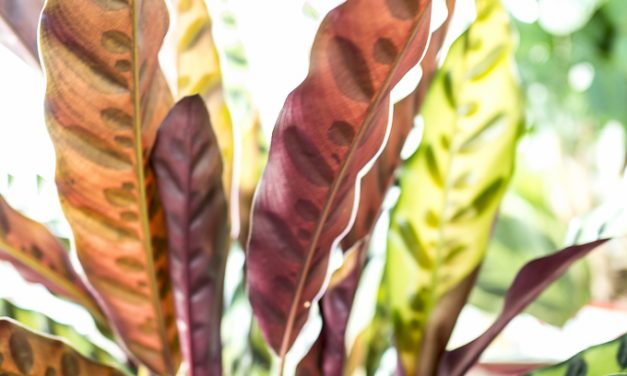 Blattschmuckpflanze Maranta pflegen und vermehren: 9 Tipps