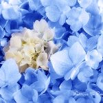 Blaue Hortensien. Einfacher LifeHack färbt Hortensien dauerhaft blau.