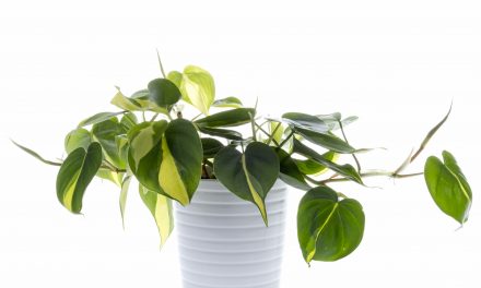 Übergossene Zimmerpflanzen retten. 6 Tipps für Zimmergärtner.