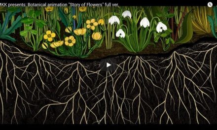 Die Geschichte der Blumen, eine botanische Animation