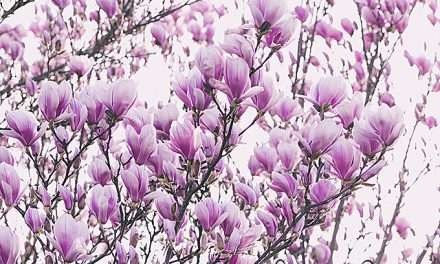 Blumenbild Magnolien, traumhafte Blüten für alle.