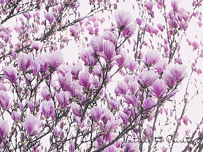 Blumenbild Magnolien, traumhafte Blüten für alle.