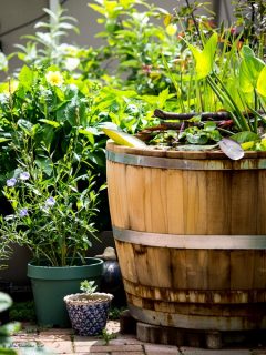 Regenfass / Miniteich sicher überwintern
Es wird Zeit Holzfässer winterfest aufzustellen. Einfache Übung!
+ Leeren Sie das Fass / den Miniteich
+ Drehen Sie es auf den Kopf
+ Stellen Sie das umgedrehte Fass auf Steine oder legen Sie Latten zwischen Fass und Boden. Luft muss ringsherum und unten herum zirkulieren, damit das Fass nicht anfängt zu faulen.
Warum man ein Holzfass winterfest aufstellen sollte.
+ Weil bei starkem Frost gefrorenes Wasser (wegen der Bauchform des Fasses) nicht nach oben entweichen kann. Die Folge: Der Boden wird herausgesprengt.
Im Blog: Regenfass / Miniteich aus Holz richtig überwintern
https://www.wo-blumenbilder-wachsen.de/regenfass-aus-holz-abdichten/
Kurz: https://www.insbeet.de/Holzfass
#holzfass #fass #seerose #regenwasser #weinfass #gartenpflege #naturimgarten #wasser #naturgarten #gartentipps #gartentipp #gartenwissen #gartenarbeit #gartenfragen #hochbeet #gartengestaltung #schönergarten #kleingarten #meingarten #garteninspiration #gartenjahr #gartengeräte #gartendeko #wassergarten #gärtnern #gartenblogger #gartenparadies #garten #blumengarten #gartenblog