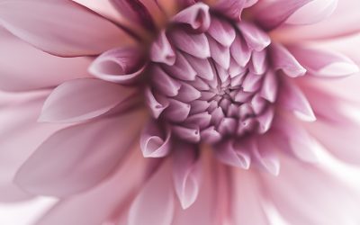 Dahlien vorziehen bringt frühe Blüten und schützt vor Schnecken.