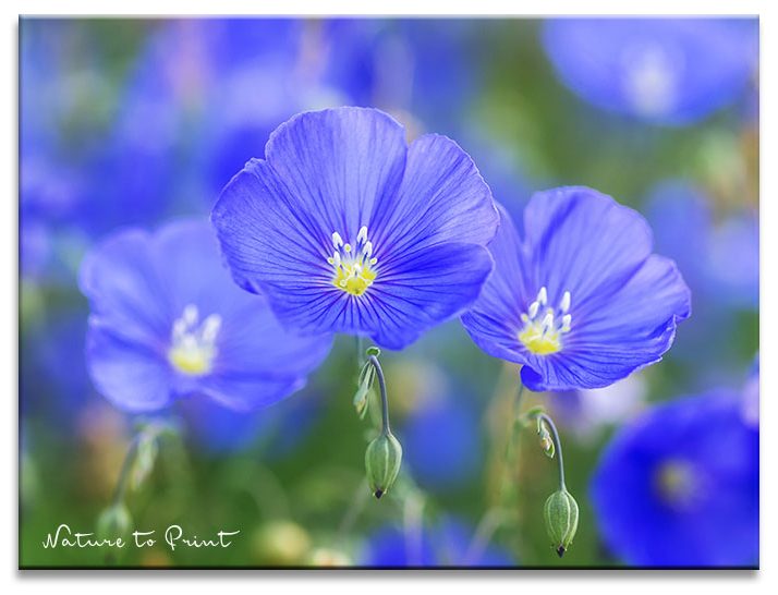 Blauer Staudenlein im Blumengarten Blauer Staudenlein im Blumengarten