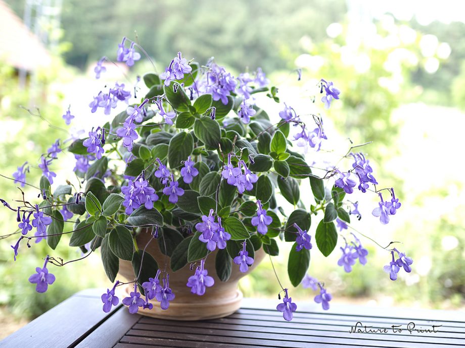 Der Blaue Paul, Zimmerpflanze und Balkonblume für schattige bis halbschattige Standorte