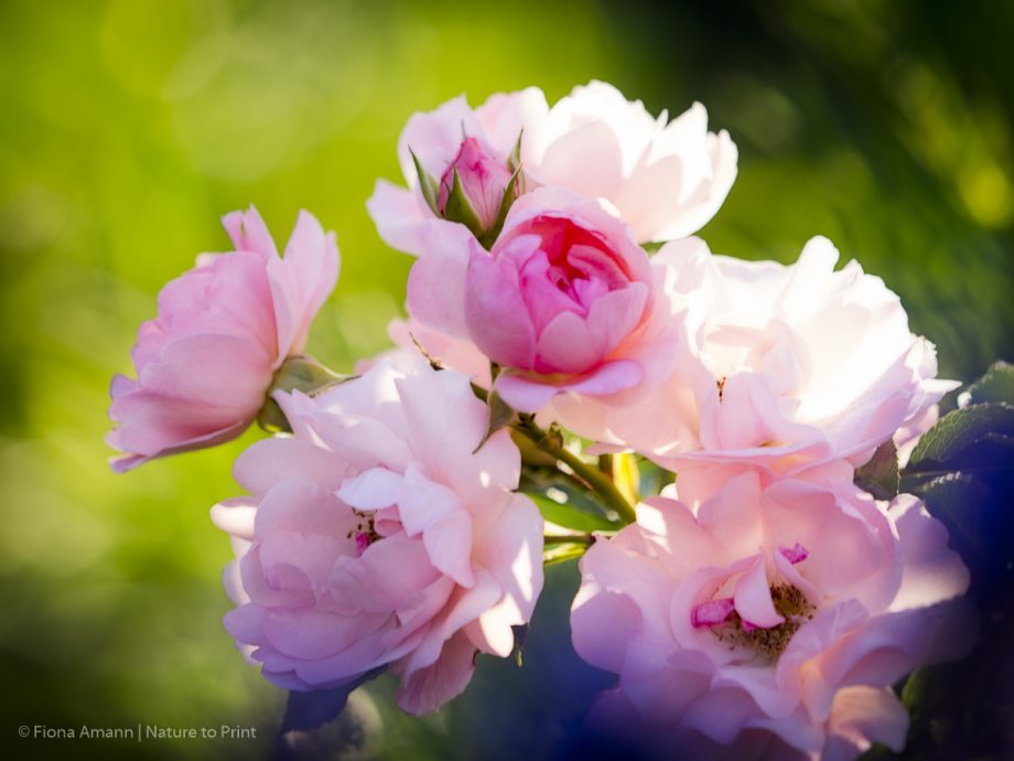 Blumenbild Rose Sommerwind frühmorgens