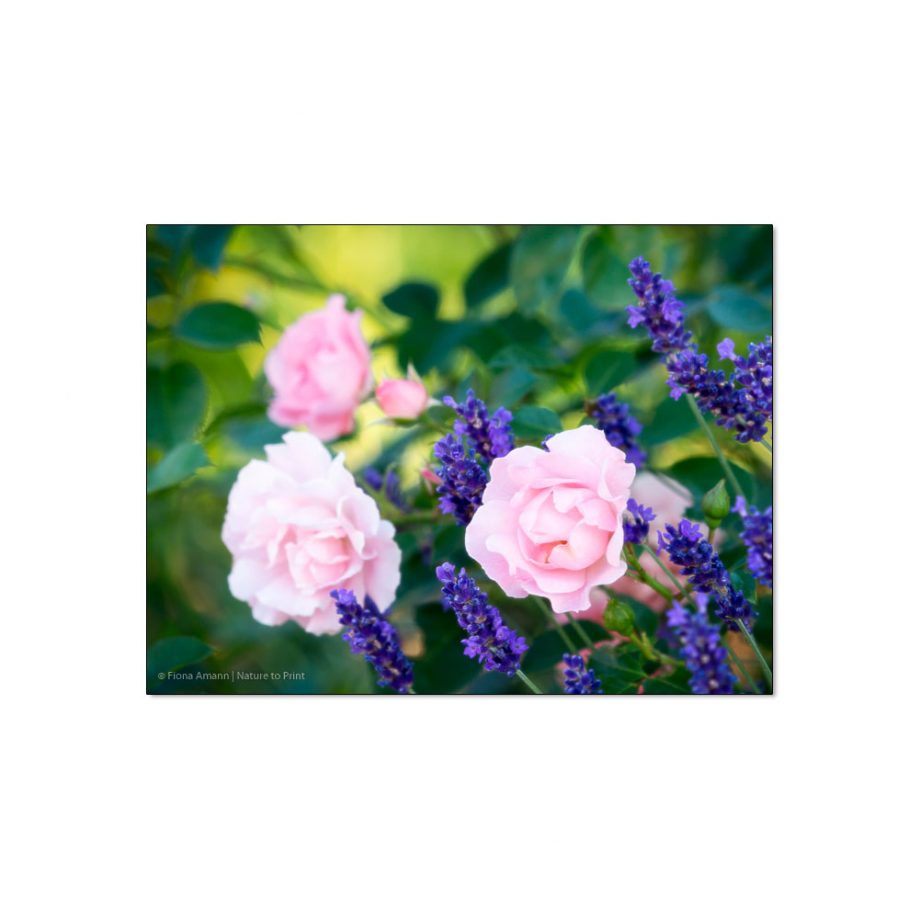 Rose Sommerwind an Lavendel