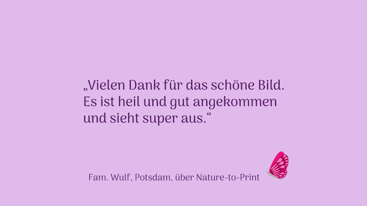 Blumenbild Anemone Kundenlob: Blumenbild sieht super aus.