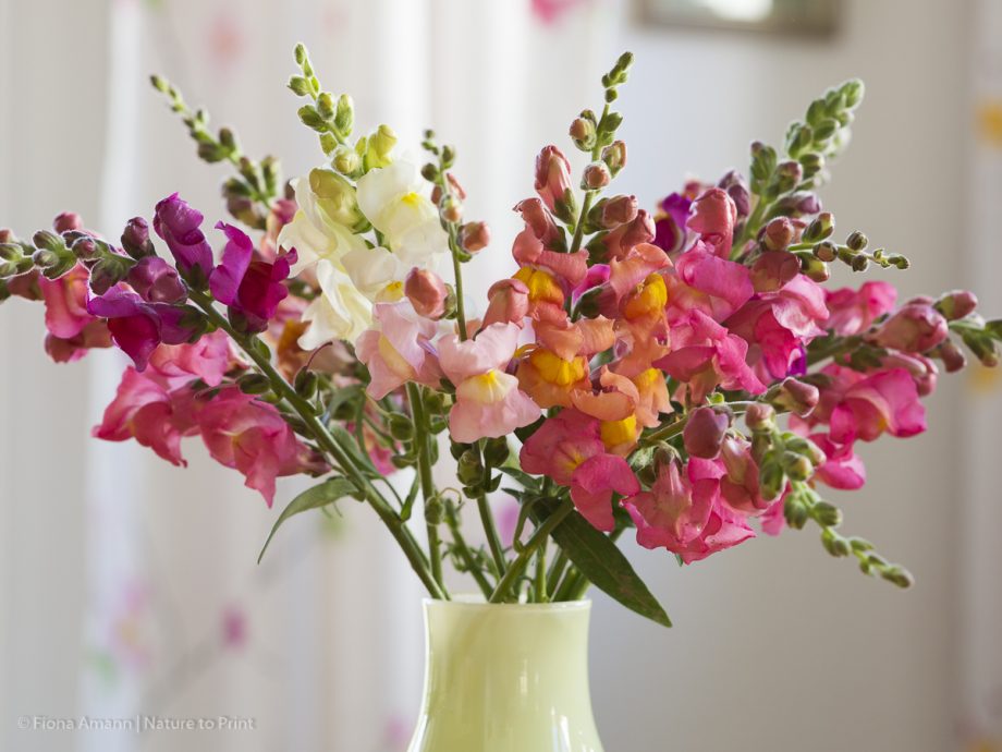 laufend frische Löwenmäulchen für die Vase.