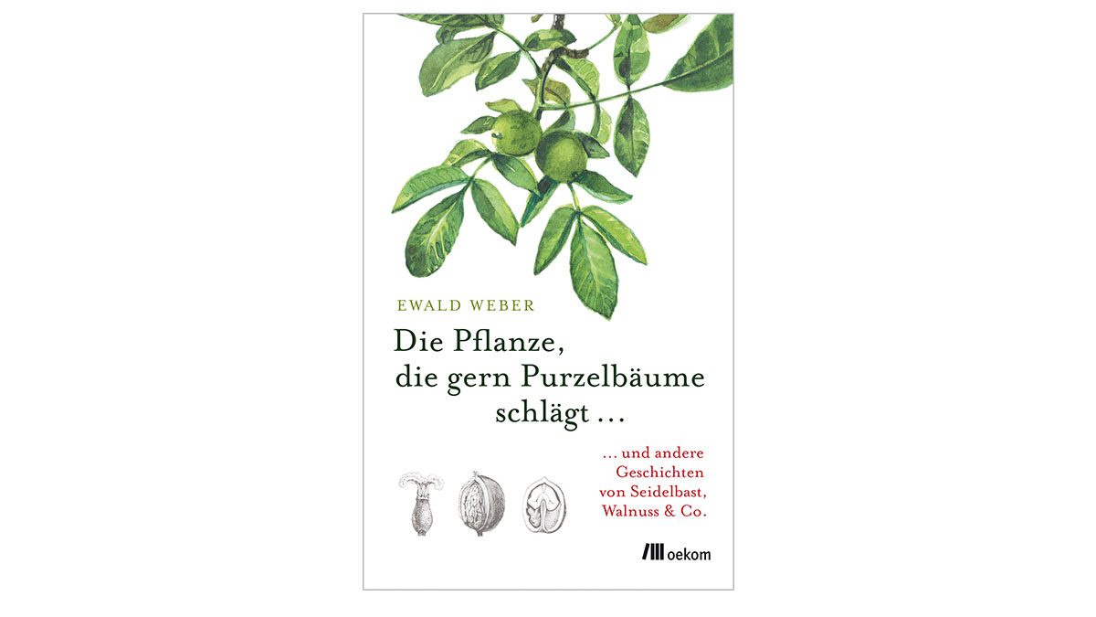 Botanik mal anders: Die Pflanze, die gern Purzelbäume schlägt