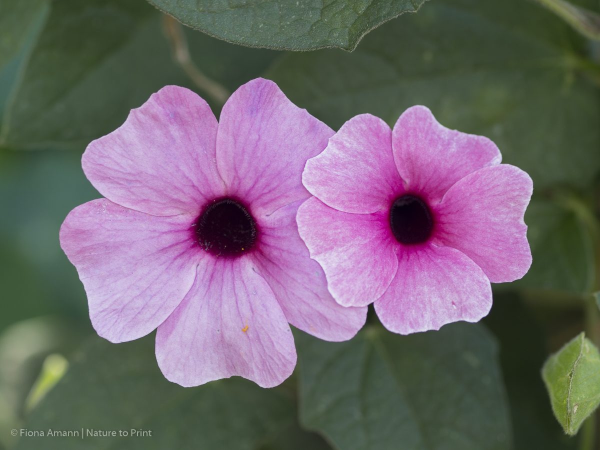 Blumenbild&nbsp; Rosa Susanne | Kletterpflanze Schwarzäugige Susanne Thunbergia alata