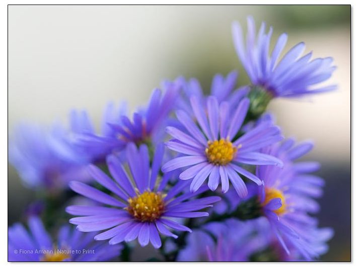 Späte Aster in Lavendelblau