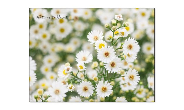Weiße Blumenbilder spenden Licht und Harmonie