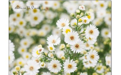 Weiße Blumenbilder spenden Licht und Harmonie