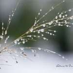 Mit diesen 8 Tipps wird Ihr Garten winterfest – und frühlingsfit.