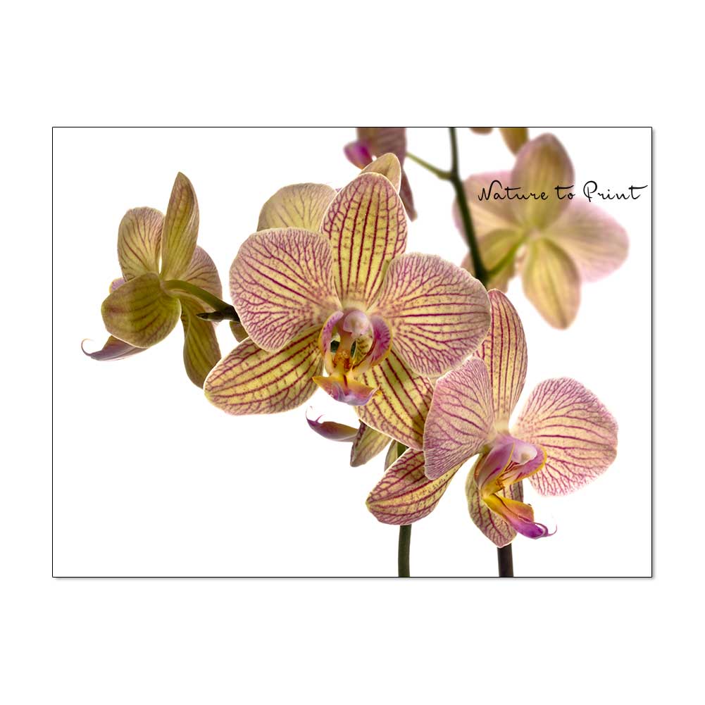 Orchideen pflegen | Phalaenopsis freigestellt auf Weiß
