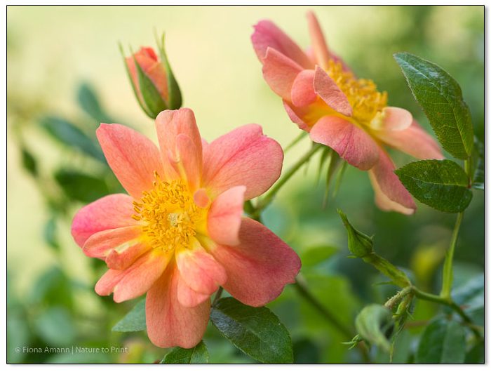 Rose Bienenweide braucht nur leichten Winterschutz durch Anhäufeln Rose Bienenweide braucht nur leichten Winterschutz durch Anhäufeln