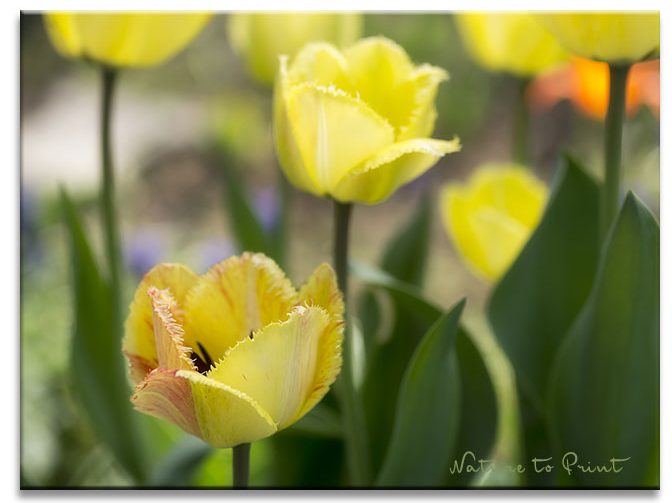 Pflanzen Sie Tulpenzwiebeln im Herbst und freuen Sie sich auf einen bunten Frühling Pflanzen Sie Tulpenzwiebeln im Herbst und freuen Sie sich auf einen bunten Frühling