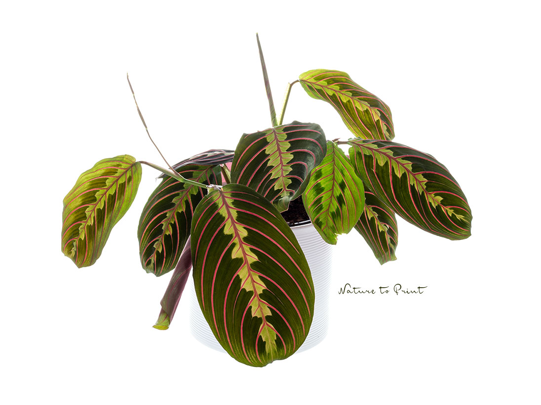 Maranta pflegen und vermehren: 9 Tipps Zimmerpflanzen Calathea Pfeilwurz Maranta