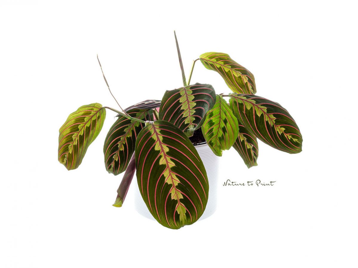 Tag der Zimmerpflanze am 10. Januar Zimmerpflanzen Tag der Zimmerpflanze : Calathea Pfeilwurz Maranthe