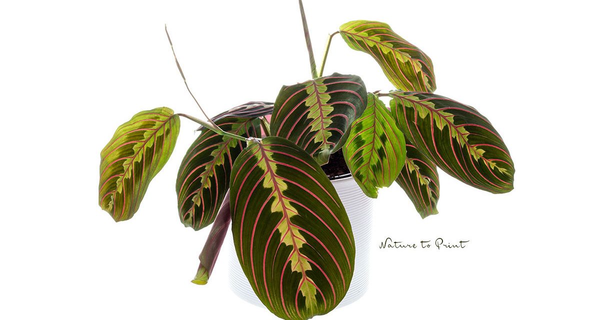 Tag der Zimmerpflanze am 10. Januar