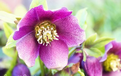 Romantische Lenzrose. Bildschönes Schmuckstück für Wand und Garten.