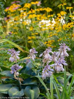 Stauden teilen und verjüngen in 5 Schritten
Jetzt im Vorfrühling ist für viele Stauden die beste Zeit sie zu teilen. Doch weshalb ist das gut für die Pflanzen und worauf sollte man achten?
+ Geteilte Stauden leben länger
+ sind vitaler
+ blühen üppiger
+ sind identische Abbilder ihrer Mutterpflanze. Dies im Gegensatz zu Sämlingen, die die Gene beider Elternteile in sich tragen und sich nach der Mendelschen Vererbungslehre vermehren.
Außerdem im Blog
+ Der beste Zeitpunkt zum Teilen
+ Stauden, die man NICHT teilen kann
Im Blog: Stauden teilen und verjüngen in 5 Schritten
https://www.wo-blumenbilder-wachsen.de/stauden-teilen-vermehren-verjuengen/
Kurz: https://www.insbeet.de/Staudenteilen
#blumengarten #gartentipps #gartenwissen #staudengarten #vermehren #herbst #gartenarbeit #stauden #herbstgarten #gärtnern #gartentipp #gartenliebe #pflanzenliebe #pflanzen #pflanzenpflege #lebenmitblumen #meingarten #grünerdaumen #garten #gartenblogger #gartenparadies #gartenfragen #gartenblog