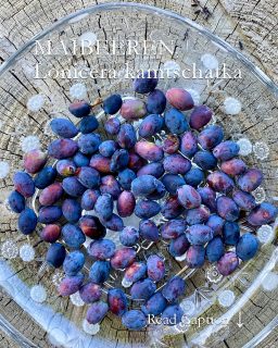 Maibeeren, leckeres Superfood, einfach selber kultivieren

Maibeeren tragen viele Namen: Sibirische Blaubeeren, Honigbeeren, Erstbeeren, botanisch Lonicera kamtschatka. Die Beeren sind die ersten des Jahres und sollten in keinem (Topf-)Garten fehlen. Es sind unkomplizierte Beerensträucher, die mit jeder Gartenerde zurechtkommen. Dies im Gegensatz zu Kultur-Heidelbeeren, die bekanntlich saures Substrat brauchen.

+ Standort: Sonne bis Halbschatten
+ Der Strauch blüht, je nach Sorte, schon im Februar / März. 
+ Ernte: ab Mitte Mai

Maibeeren sind sehr lecker, erinnern an Kulturheidelbeeren und sind sehr gesund. Sie enthalten große Mengen antioxidativ wirksame Anthocyane, Vitamin C, Vitamin A, Vitamin E, Eisen, Kalzium, Magnesium und Phosphor. Die enthaltenen Bitterstoffe (Phenole) sind entzündungshemmend, antioxidativ und blutdrucksenkend.

+ Maibeeren sind absolut winterhart, halten tiefste Frostgrade aus - selbst im (großen) Pflanzkübel.

Im Blog: Tipps zu Sorten und ihre Unterschiede, Pflege, Schnitt & Verwendung

https://www.wo-blumenbilder-wachsen.de/maibeeren-echtes-superfood/
Kurzlink: https://www.insbeet.de/Maibeeren

#Beeren #Superfood #Garten #Maibeeren #Blaubeeren #lecker #gesundesfrühstück #gesund
