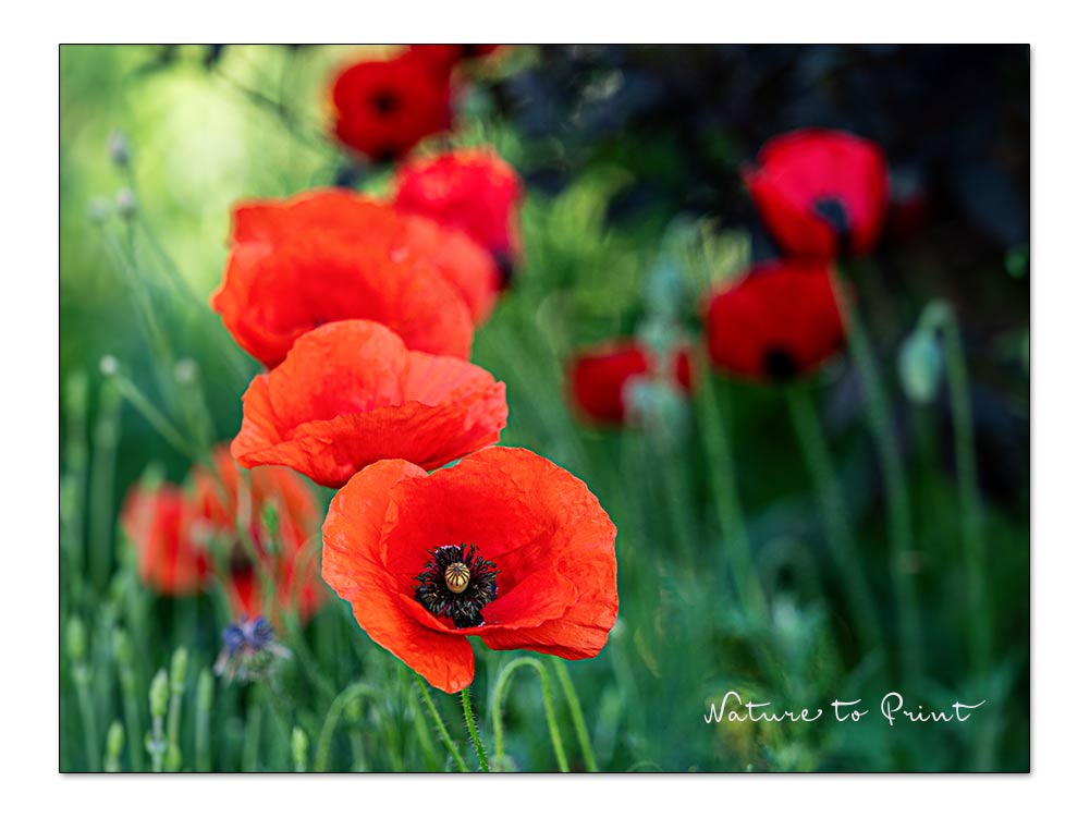 Fotokurs Blumenfotografie Klatschmohn im Garten