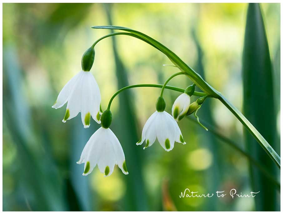 Blumenkarten mit individuellen Motiven hat nicht jeder