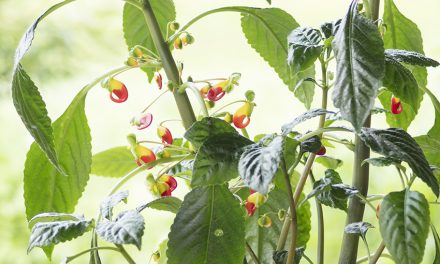 Kongolieschen. Afrikanische Zimmerpflanze mit Seltenheitswert
